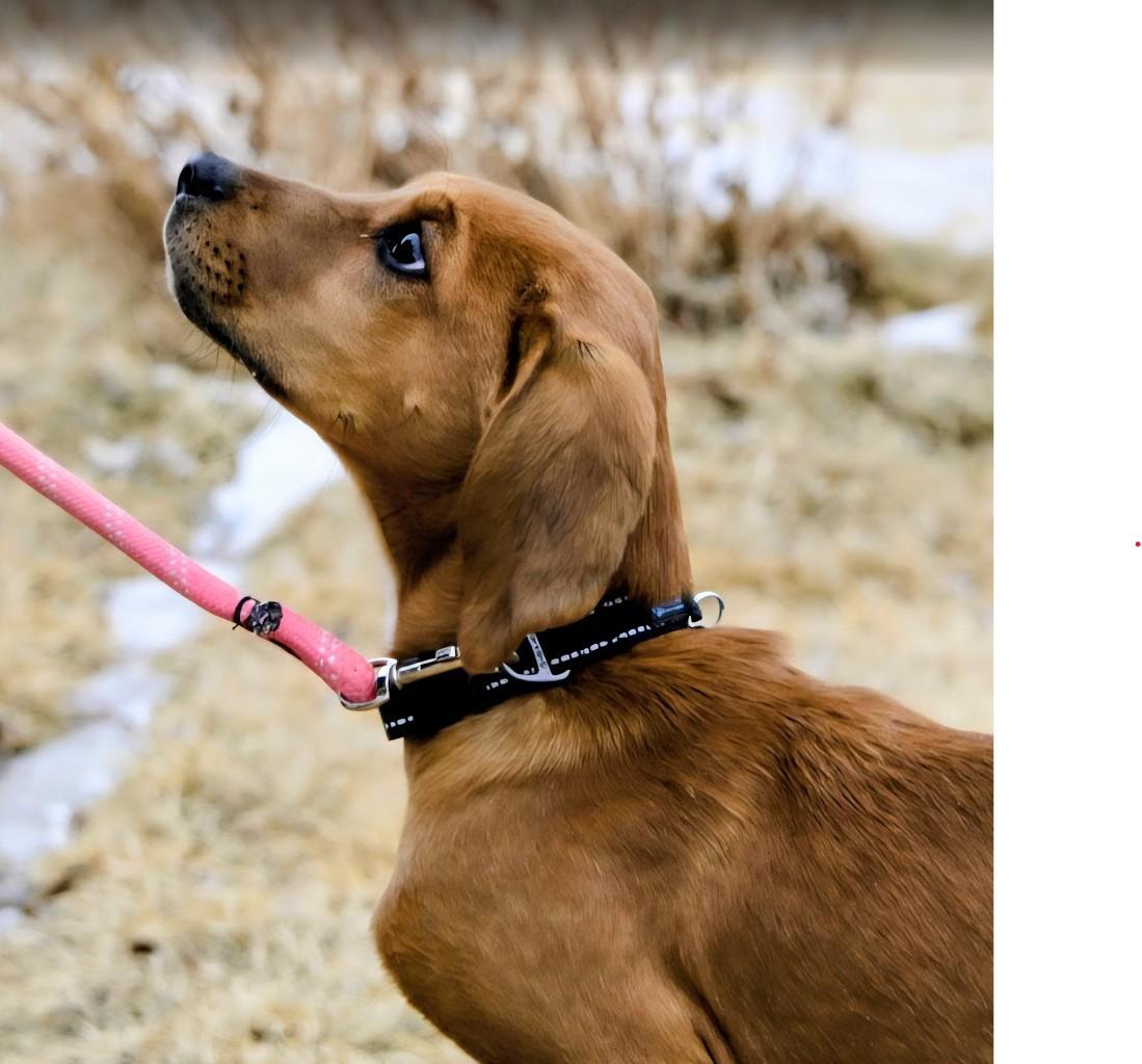 Velvet, a ADOPTABLE mixed breed in Pinedale, WY image 4/5