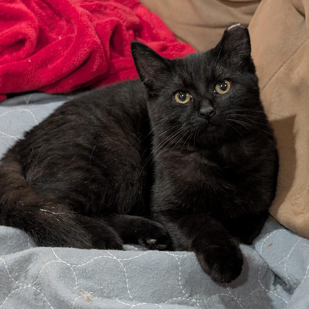Enlarge Boo, a Adoptable Domestic Short Hair in Roselle, IL image 1/2