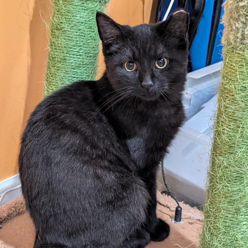 Enlarge Boo, a Adoptable Domestic Short Hair in Roselle, IL image 2/2