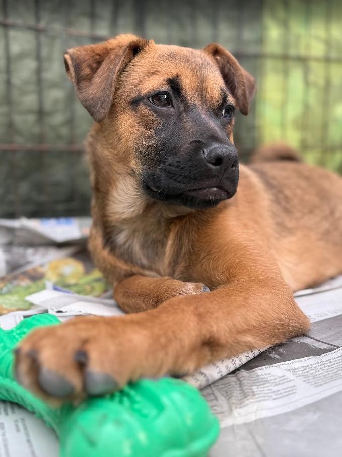Bruno, Adoptable, Puppy Male Labrador Retriever & Belgian Shepherd / Malinois.