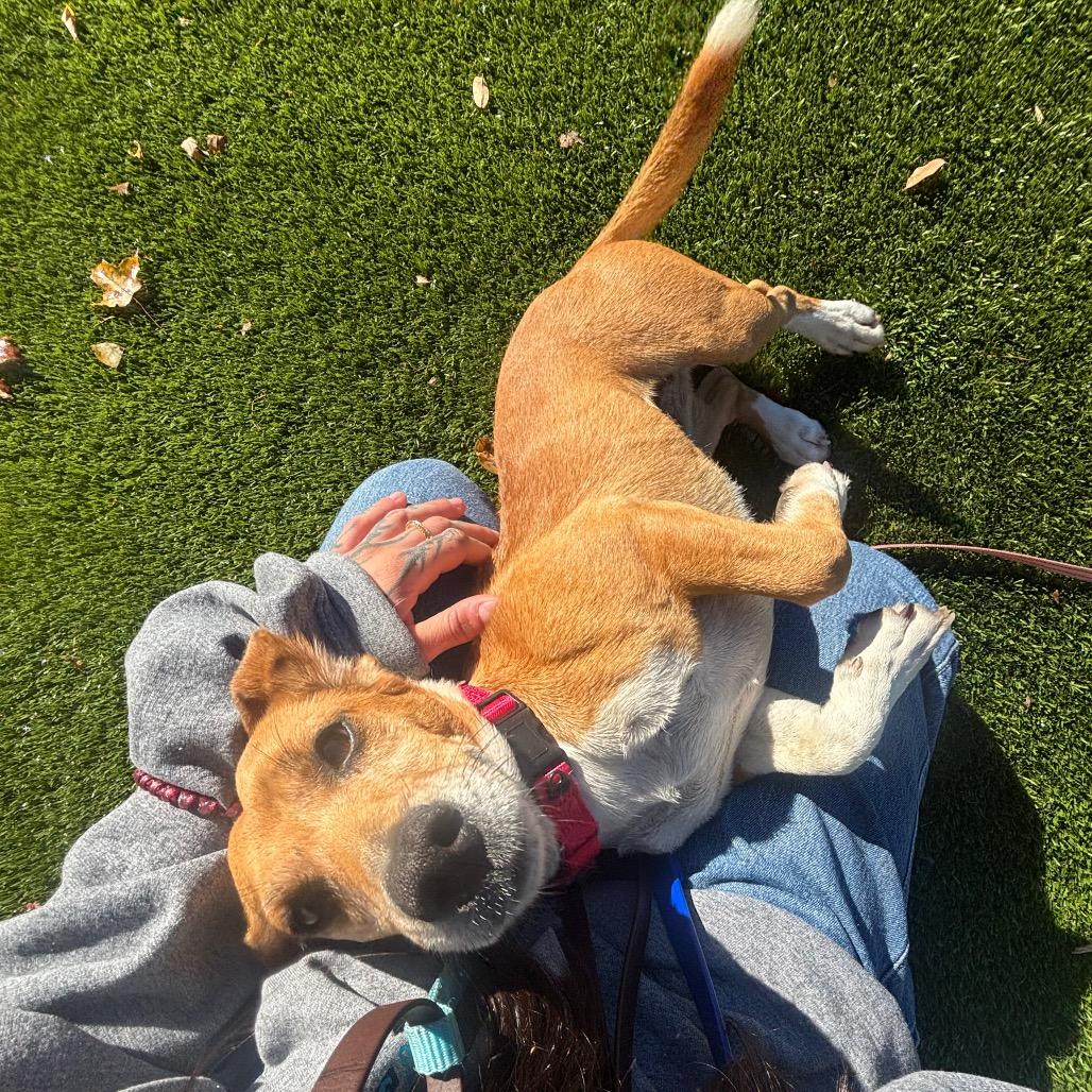 Tara, Adoptable, Adult Female Beagle & Chihuahua.