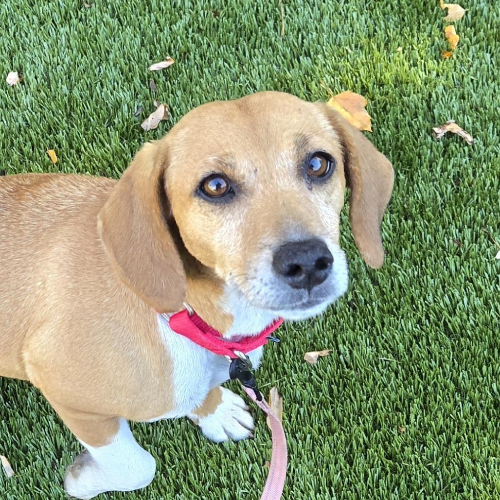 Enlarge Tara, a Adoptable mixed breed in Briarcliff Manor, NY image 2/2