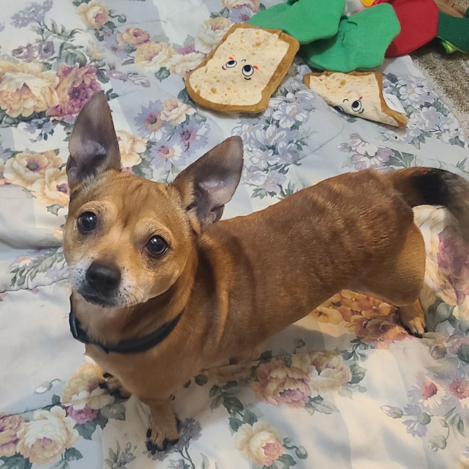 Dexter, Adoptable, Adult Male Chihuahua & Dachshund.