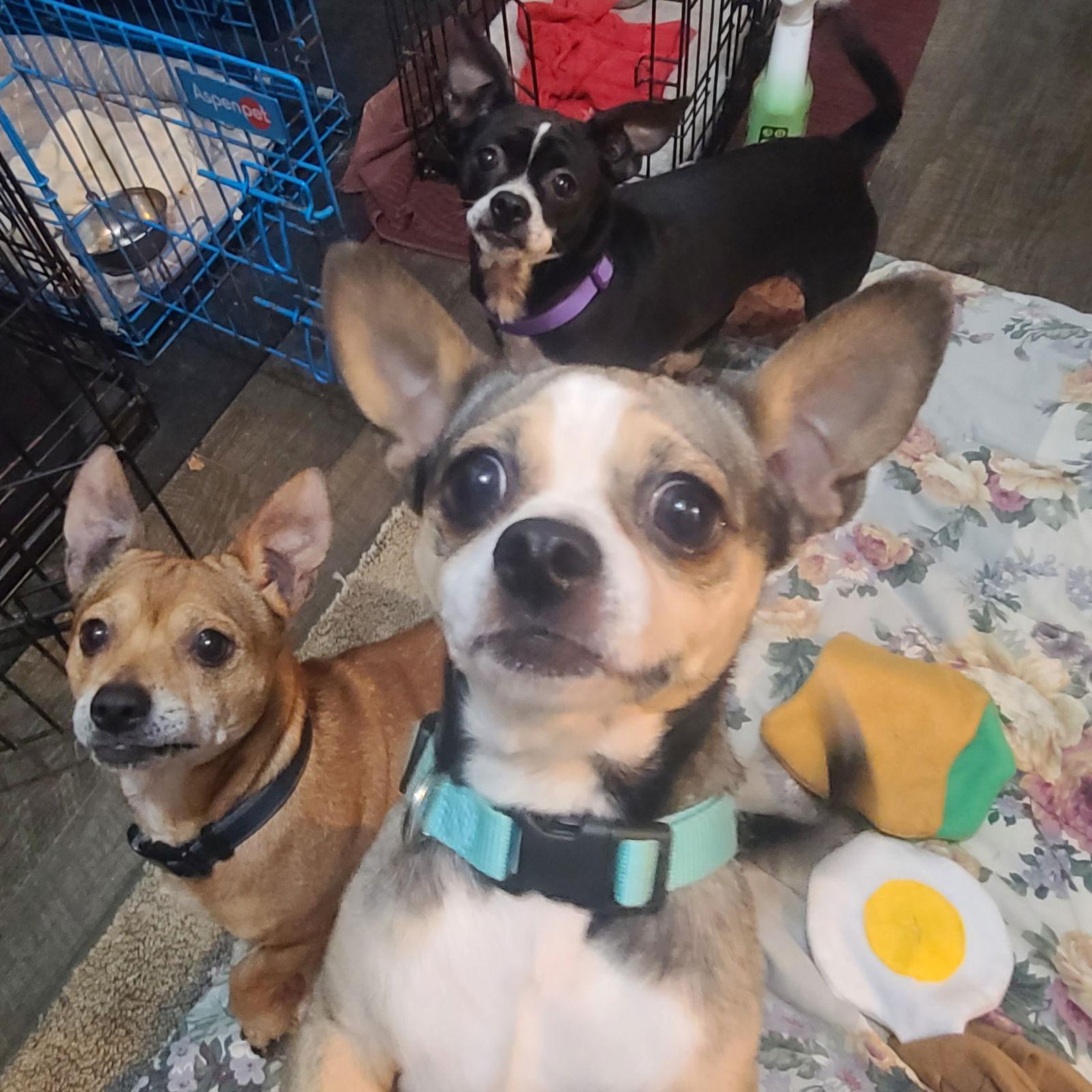 Enlarge Dexter, a Adoptable mixed breed in Akron, OH image 2/3