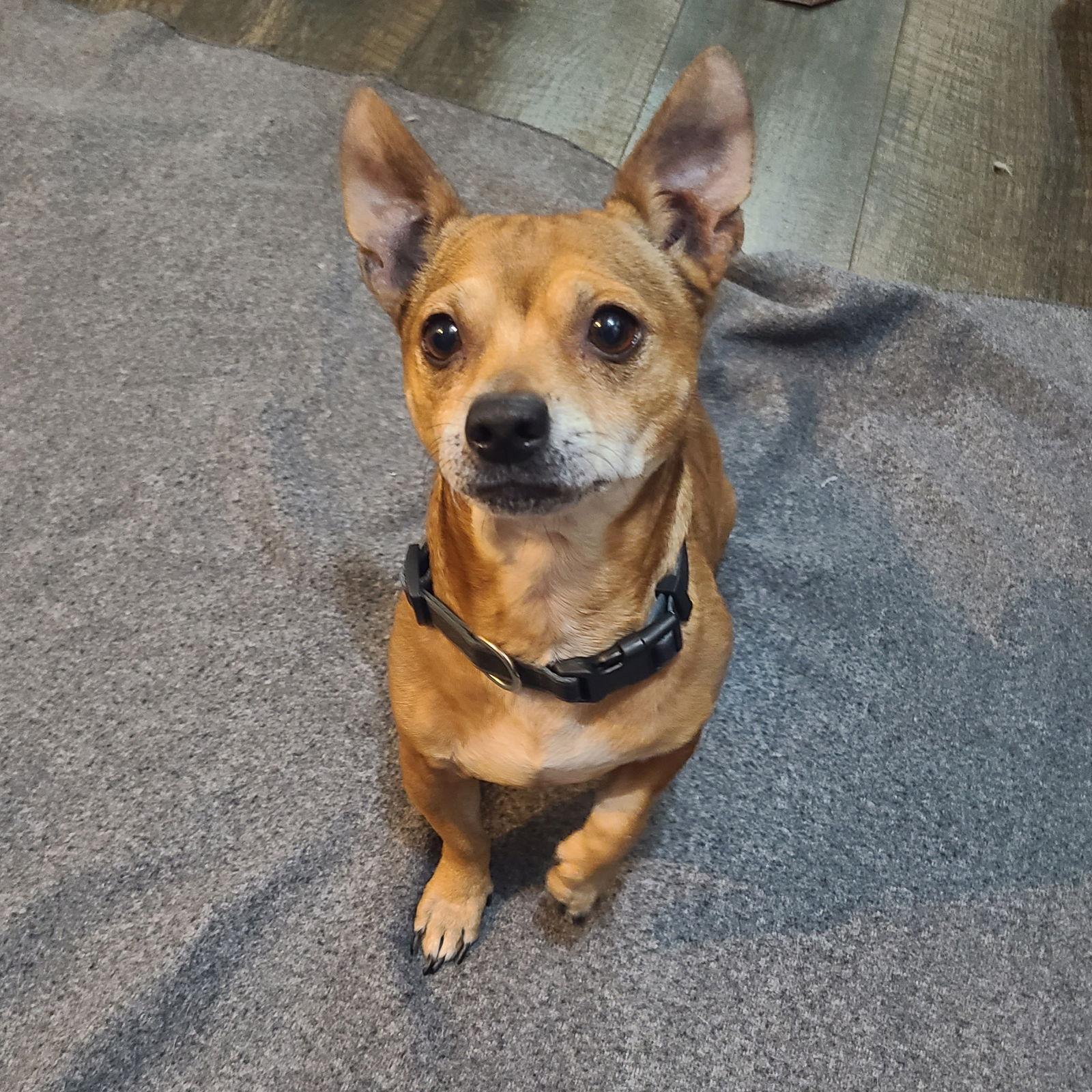 Enlarge Dexter, a Adoptable mixed breed in Akron, OH image 3/3