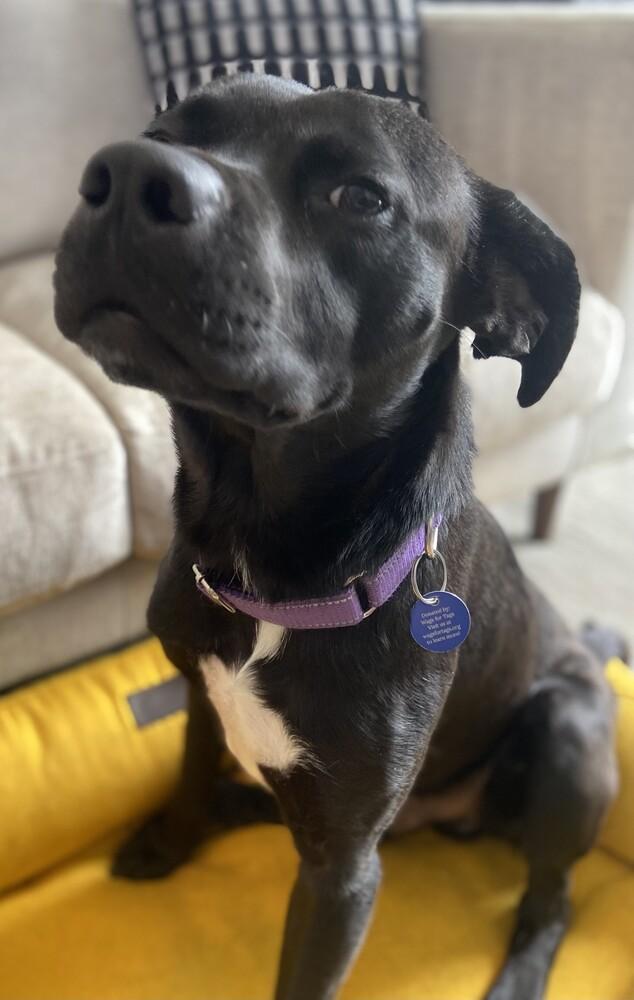 Ernie, Adoptable, Young Male Labrador Retriever.