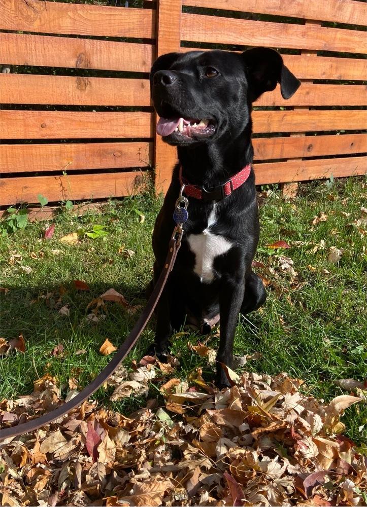 Enlarge Ernie, a Adoptable mixed breed in Littleton, CO image 2/6