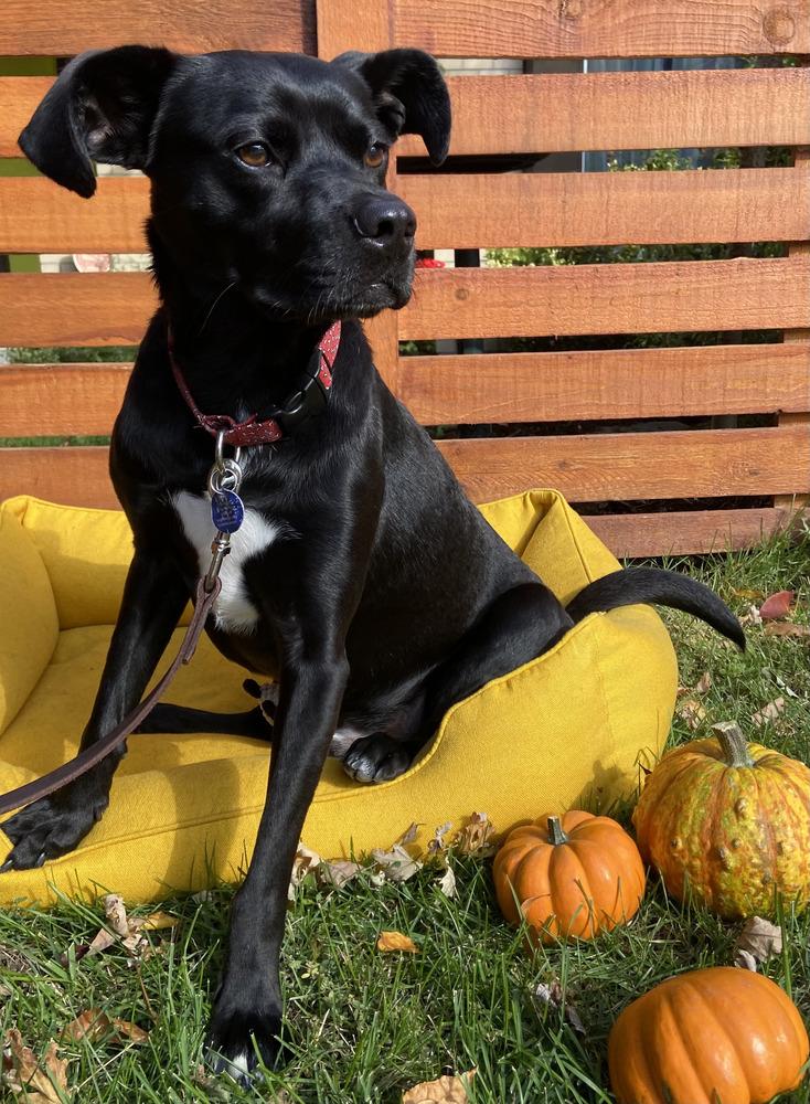 Enlarge Ernie, a Adoptable mixed breed in Littleton, CO image 3/6