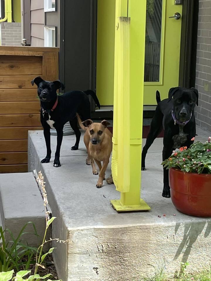 Enlarge Ernie, a Adoptable mixed breed in Littleton, CO image 5/6