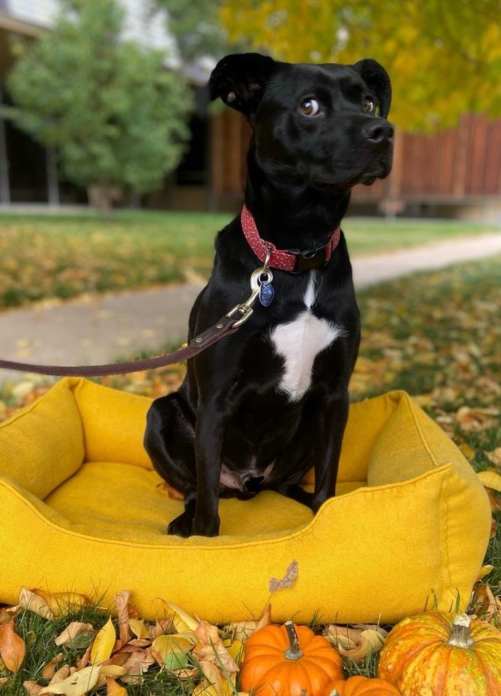 Enlarge Ernie, a Adoptable mixed breed in Littleton, CO image 6/6