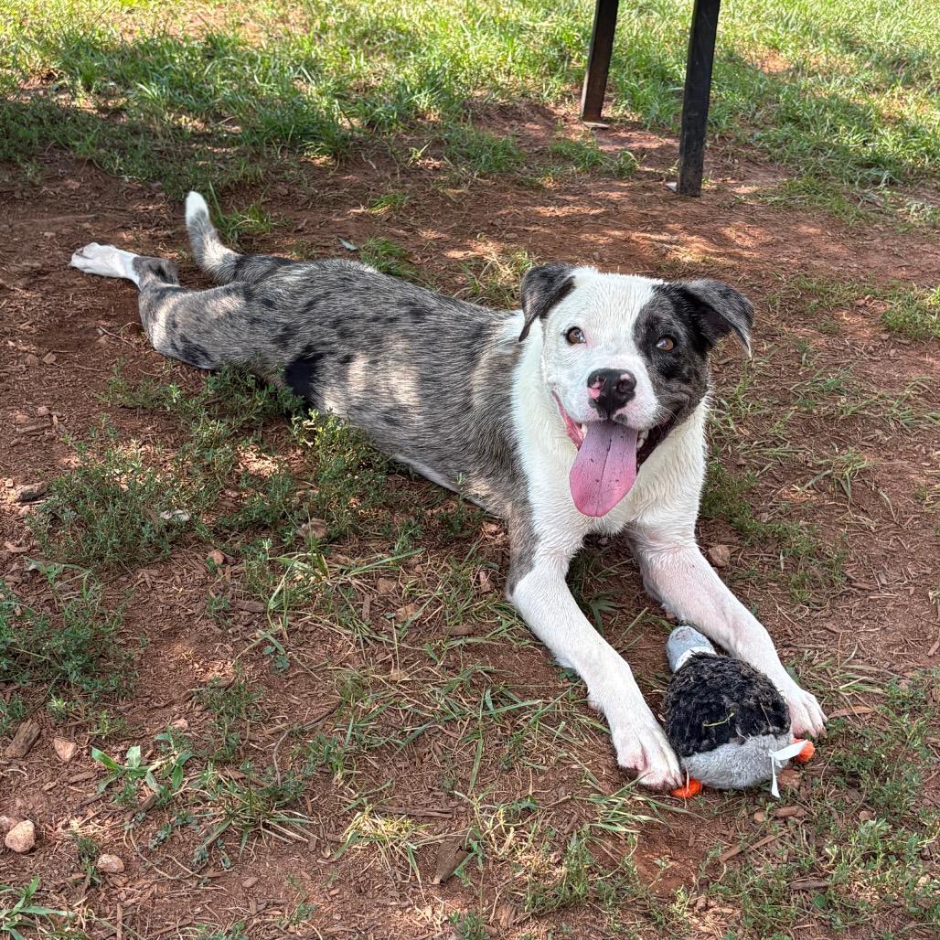 Denim, Adoptable, Adult Male Mixed Breed.