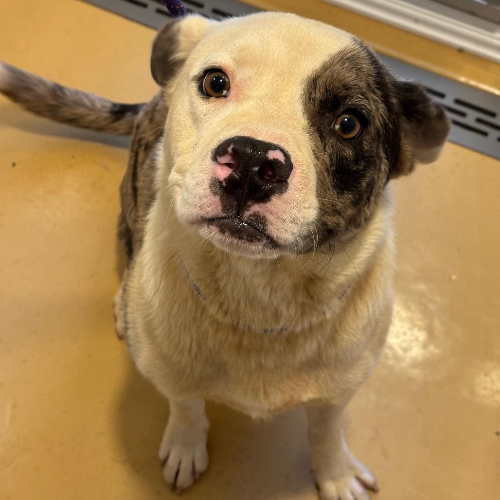 Denim, a Adoptable Mixed Breed in Greenville, SC image 2/6