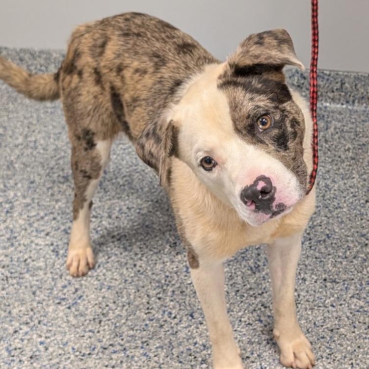 Denim, a Adoptable Mixed Breed in Greenville, SC image 3/6