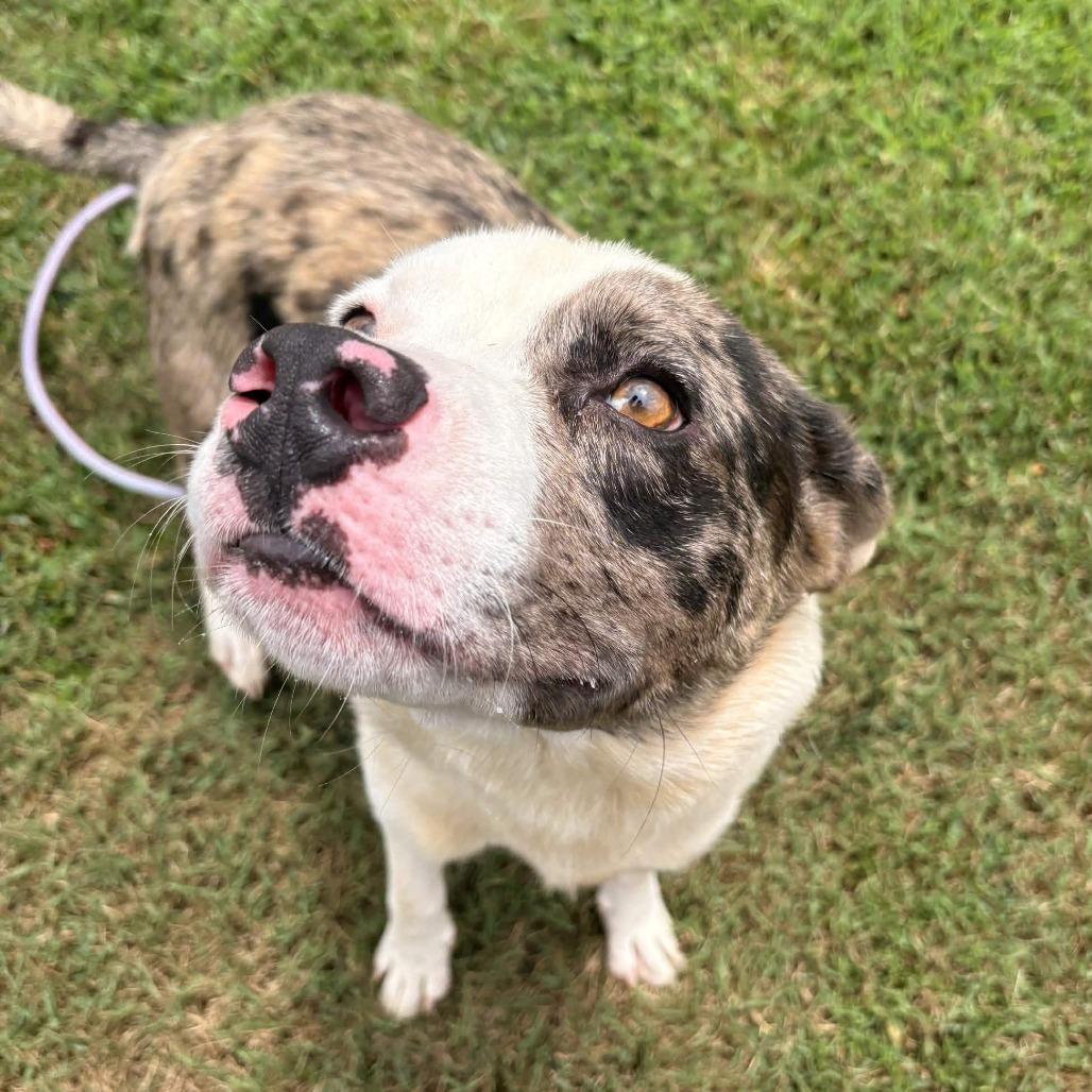 Denim, a Adoptable Mixed Breed in Greenville, SC image 4/6