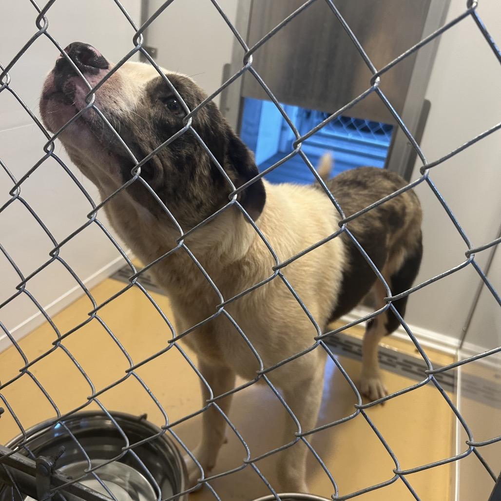 Denim, a Adoptable Mixed Breed in Greenville, SC image 5/6