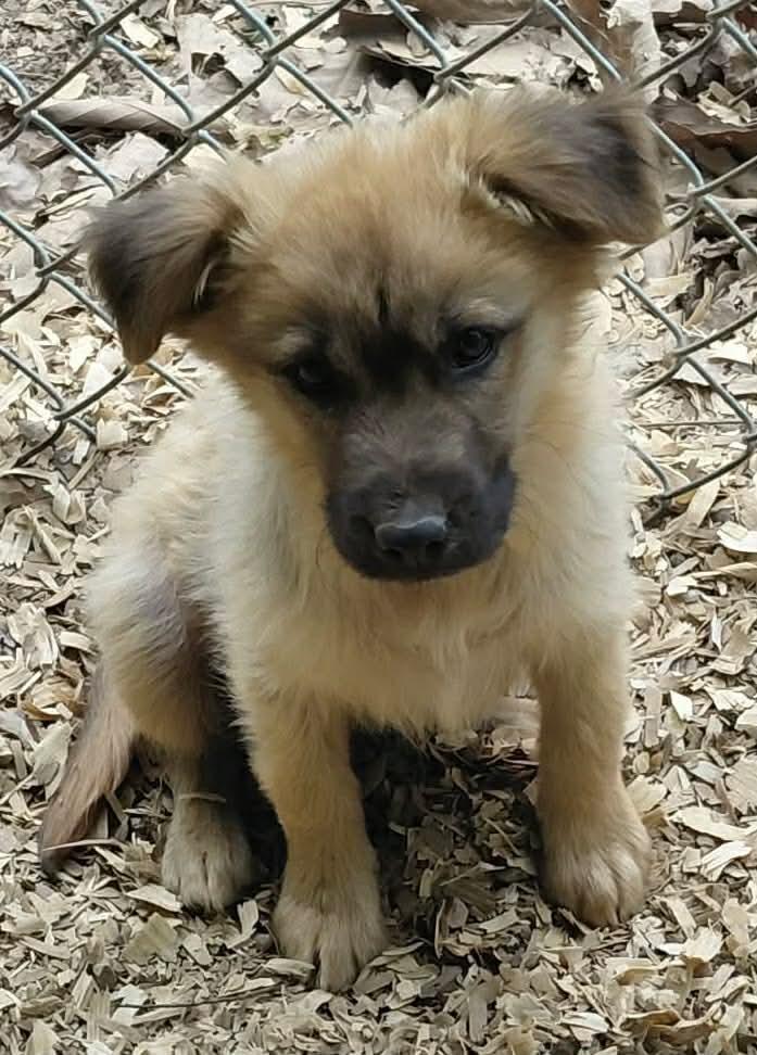 Kat: Not at shelter (Pam), Adopted, Puppy Female Retriever.