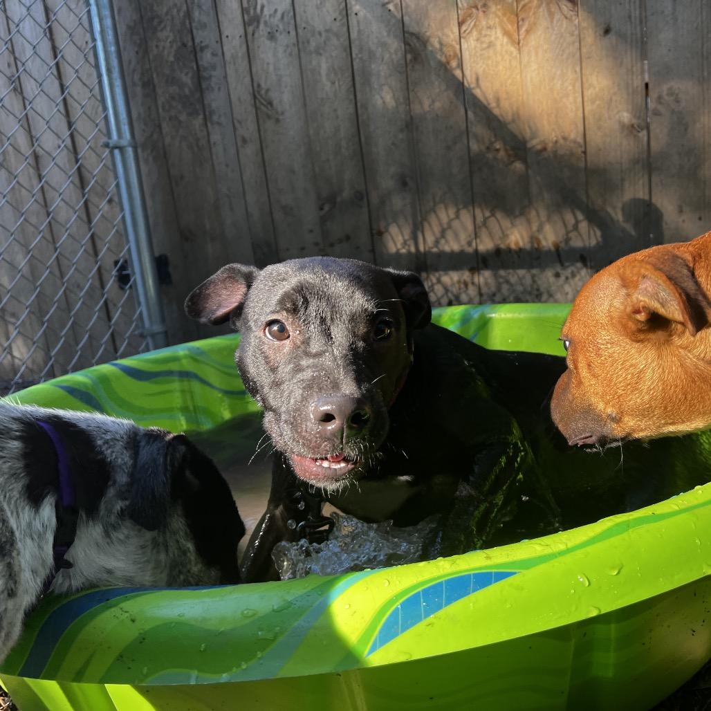 Nova @ Foster, Adoptable, Young Female Mixed Breed.