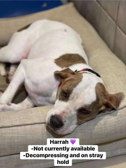 Enlarge HARRAH, a ADOPTABLE mixed breed in North Kansas City, MO image 1/1