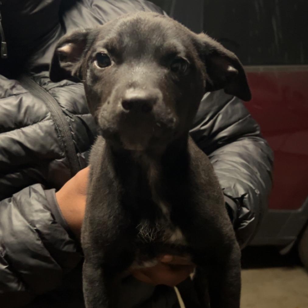 Enlarge Leaha, a Adoptable Pit Bull Terrier in Novelty, OH image 1/2