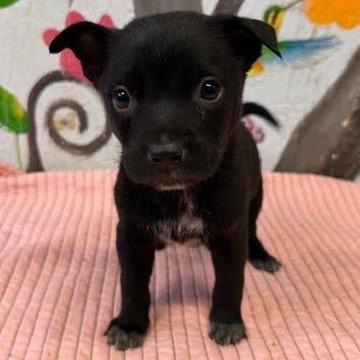 Enlarge Leaha, a Adoptable Pit Bull Terrier in Novelty, OH image 2/2