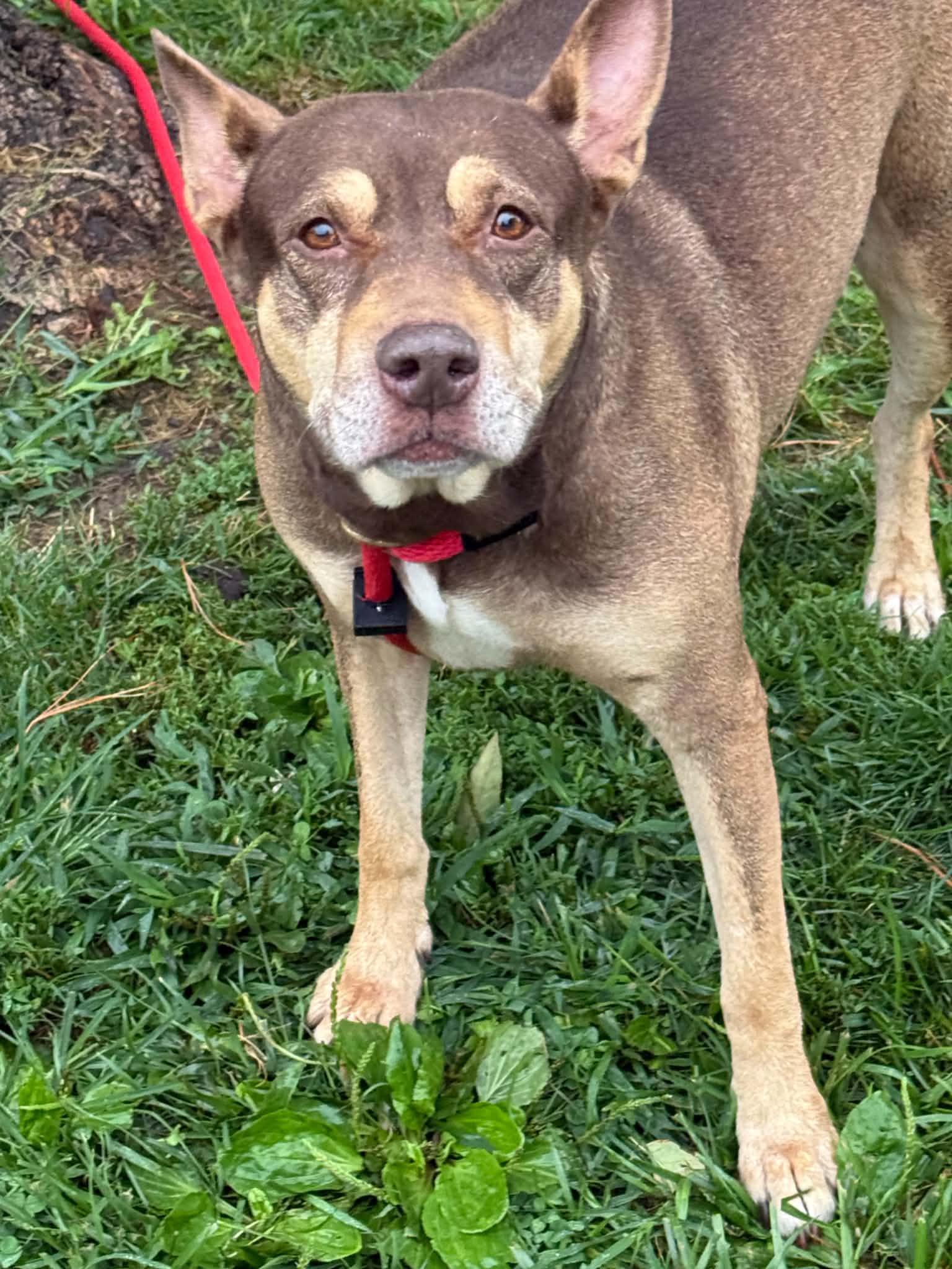 Enlarge Marilyn, a Adopted mixed breed in Springfield, IL image 5/6