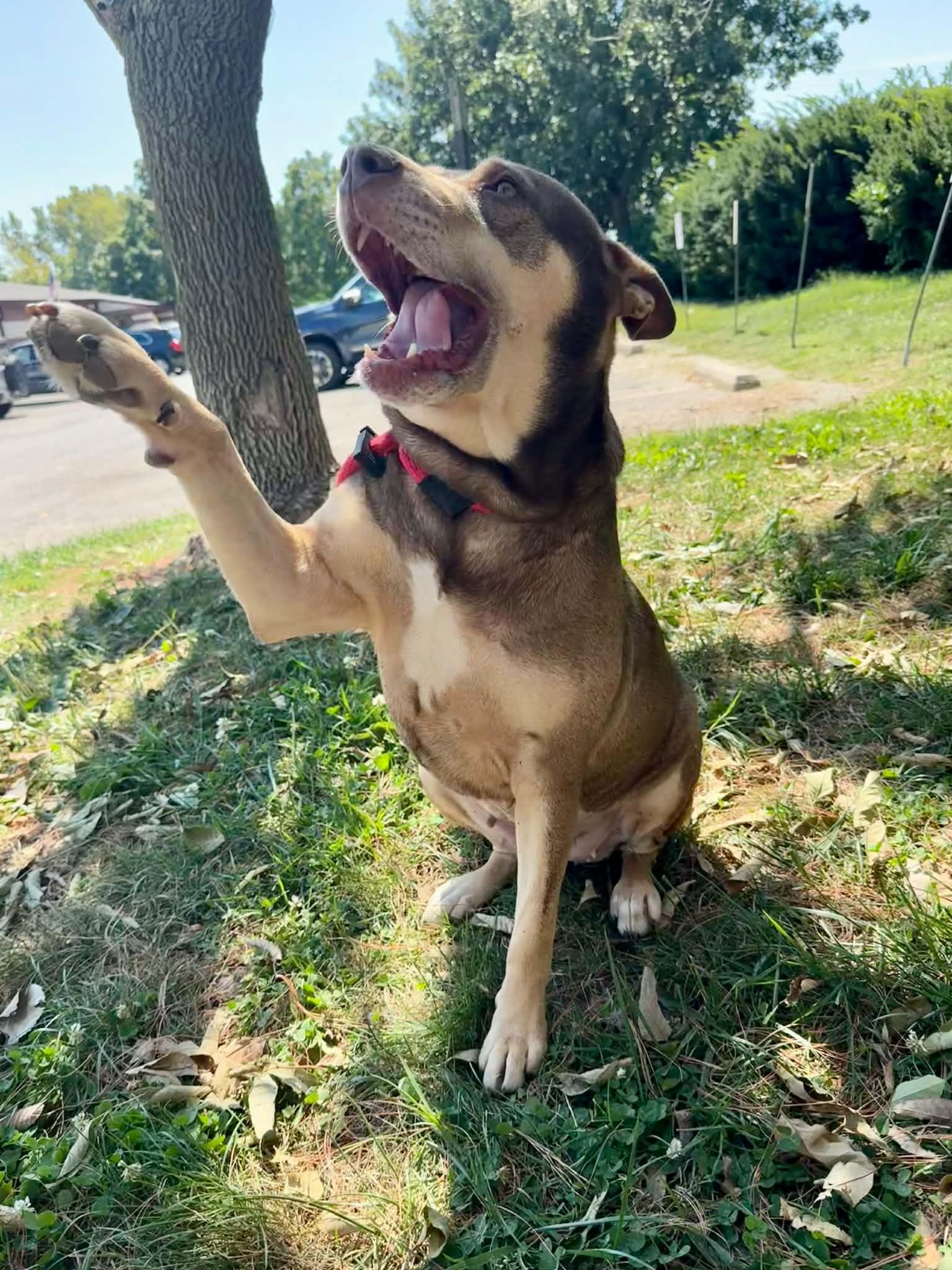 Enlarge Marilyn, a Adopted mixed breed in Springfield, IL image 2/6