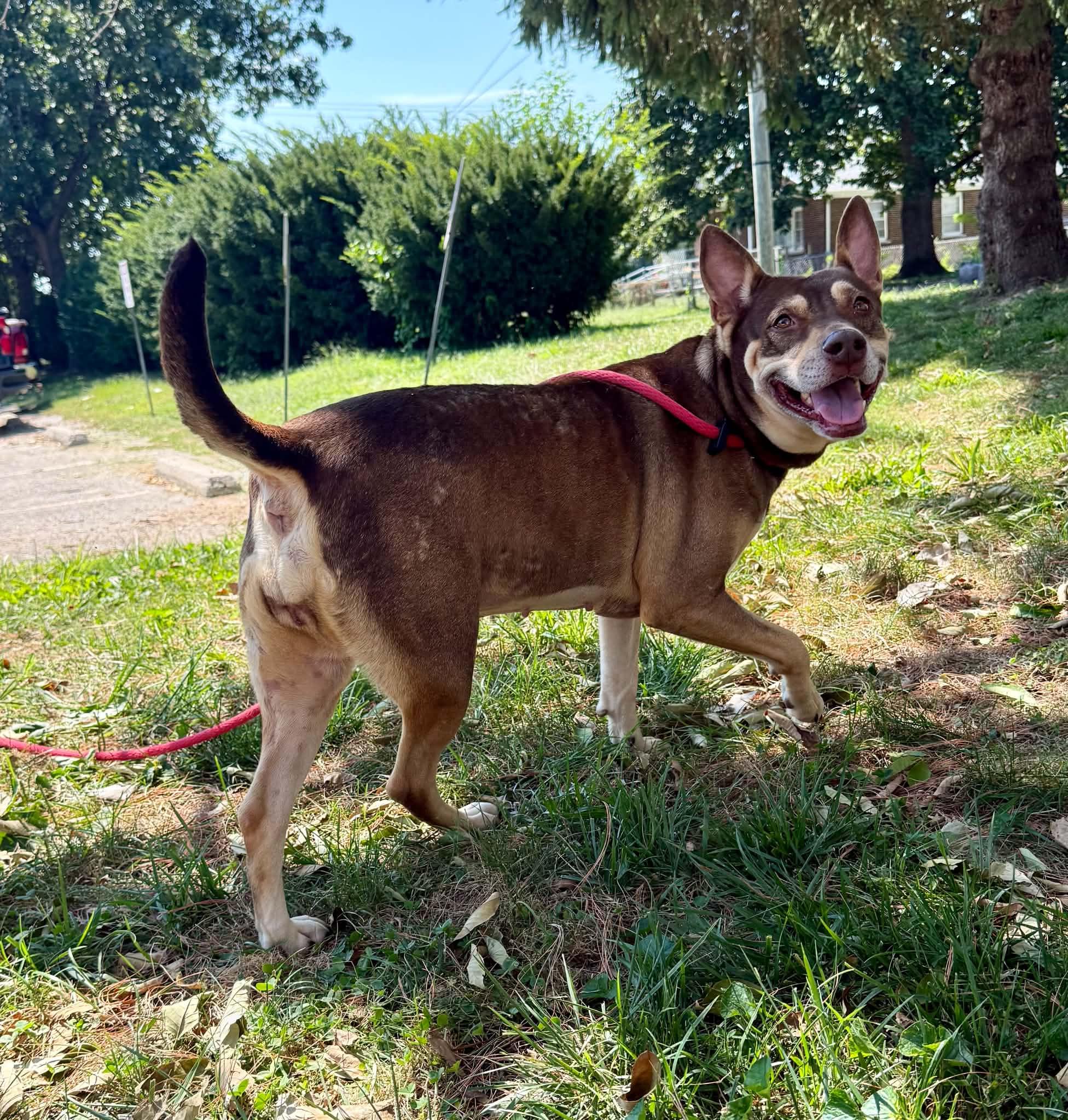 Enlarge Marilyn, a Adopted mixed breed in Springfield, IL image 4/6