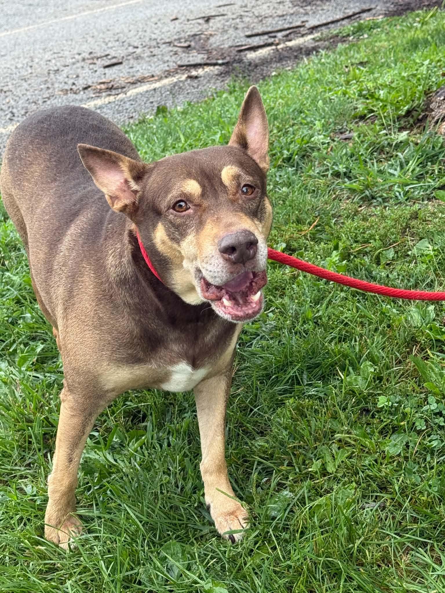 Enlarge Marilyn, a Adopted mixed breed in Springfield, IL image 6/6