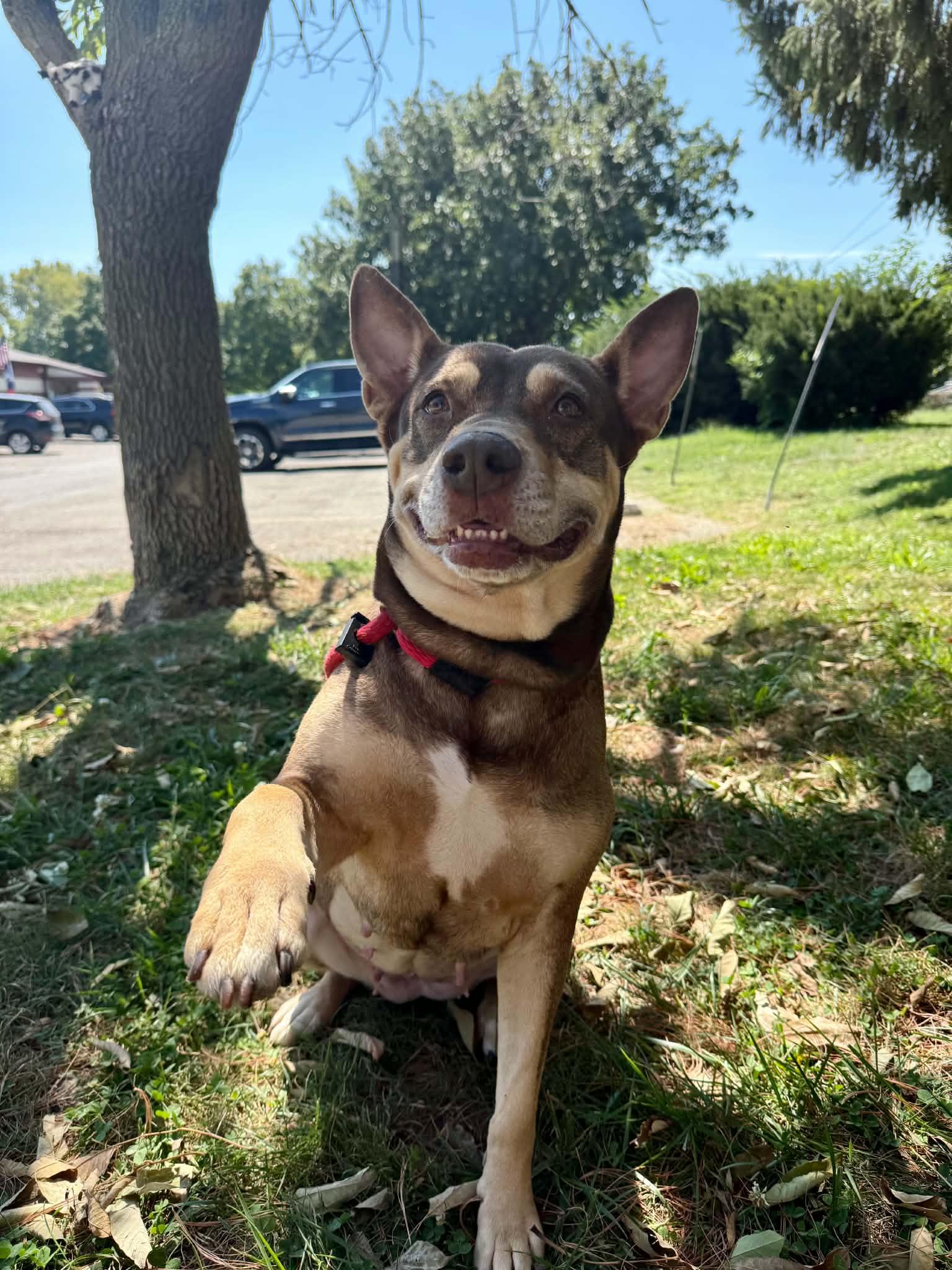 Marilyn, Adopted, Adult Female Husky.