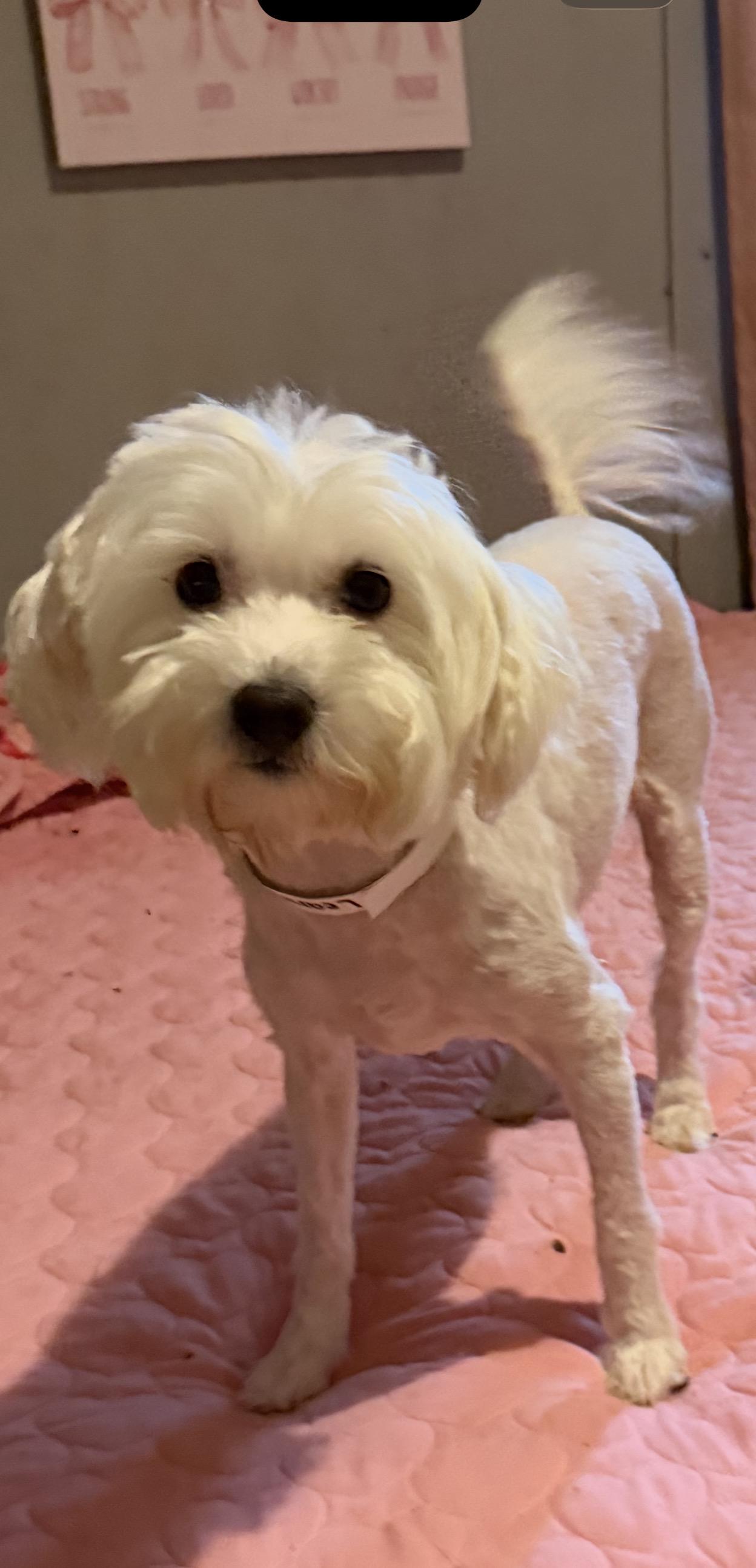 Leanna , ADOPTABLE, Young Female Maltese.