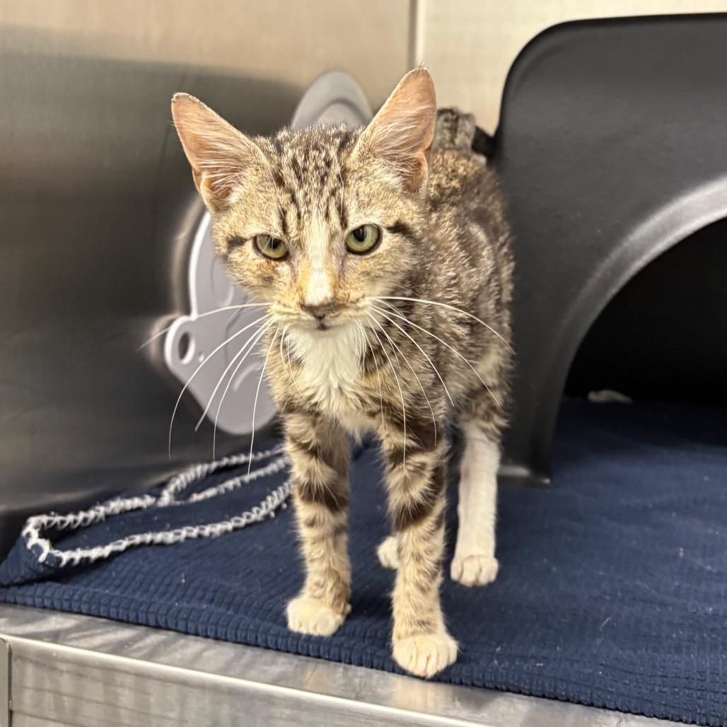 Bang, Adoptable, Kitten Male Domestic Short Hair.