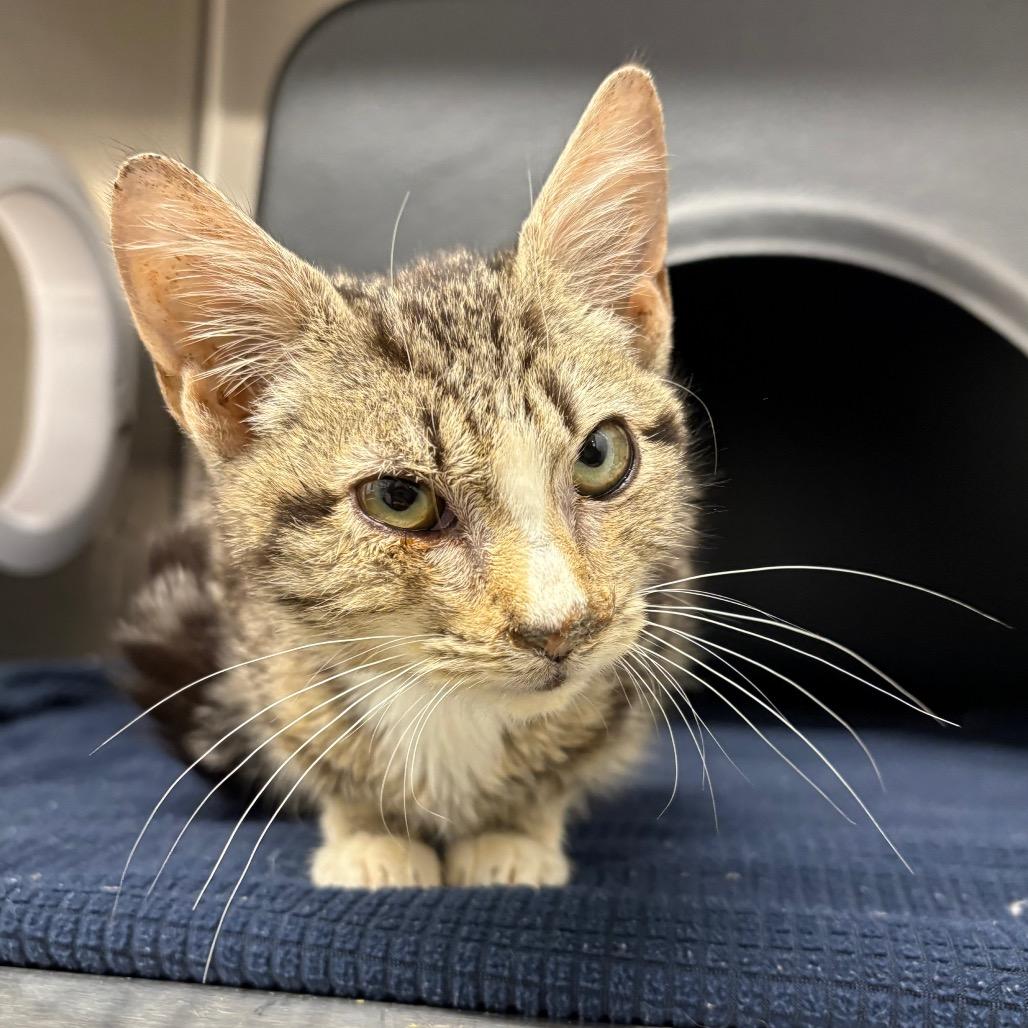Enlarge Bang, a Adoptable Domestic Short Hair in Morganton, NC image 2/6