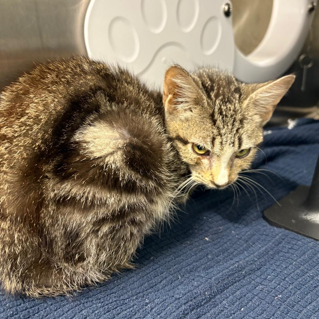 Enlarge Bang, a Adoptable Domestic Short Hair in Morganton, NC image 3/6