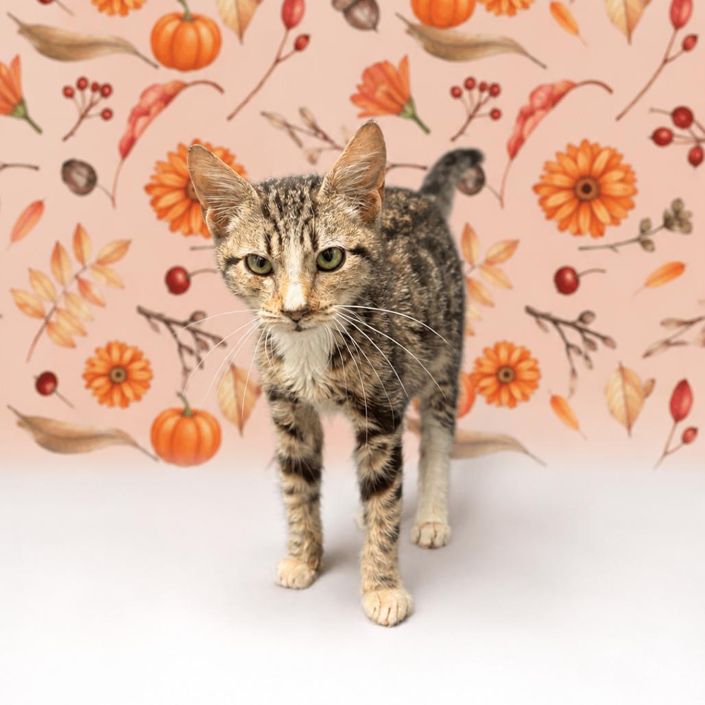 Enlarge Bang, a Adoptable Domestic Short Hair in Morganton, NC image 4/6