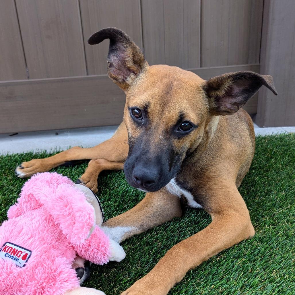 Adele, a Adoptable mixed breed in Bradenton, FL image 2/4