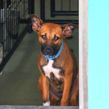 Adele, Adoptable, Puppy Female Belgian Shepherd / Malinois & Mixed Breed.