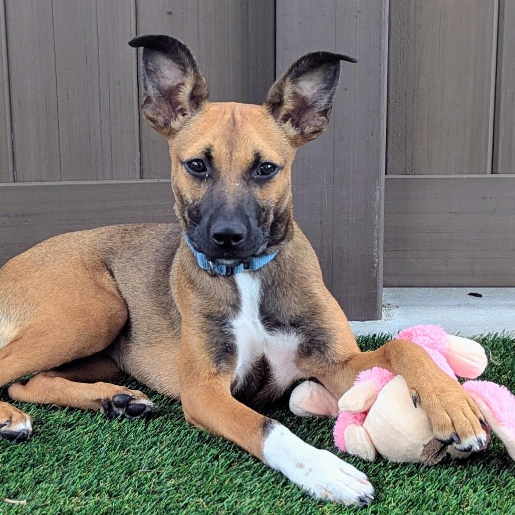 Adele, a Adoptable mixed breed in Bradenton, FL image 4/4