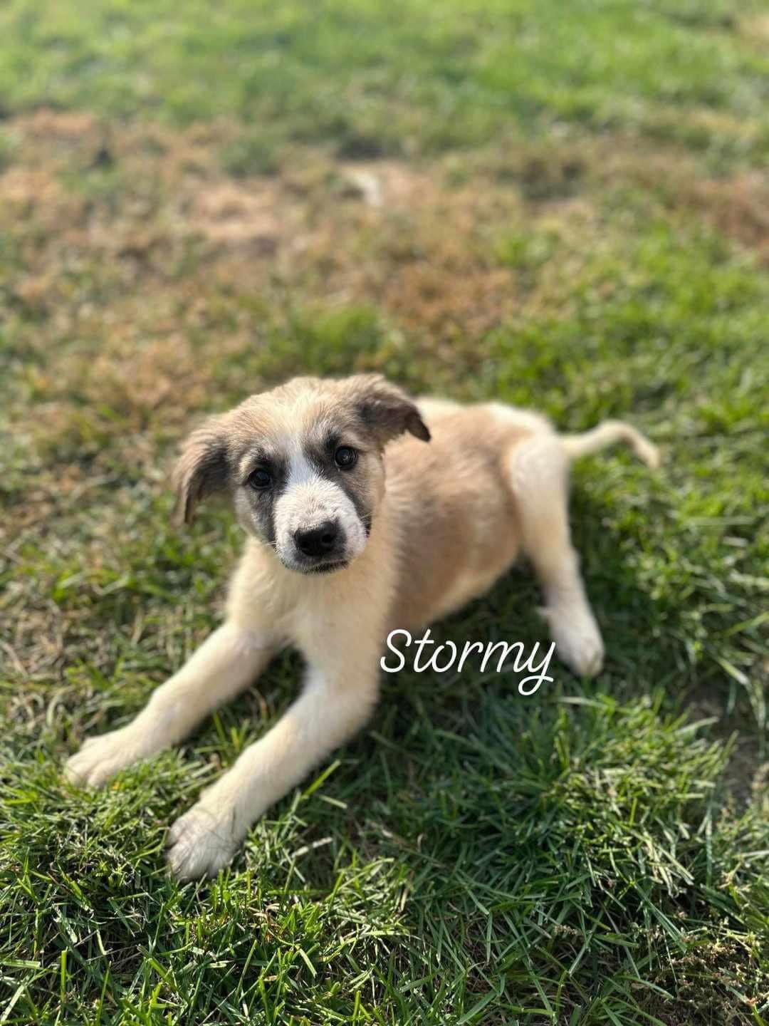 Enlarge Stormy, a Adopted mixed breed in St Thomas, ON image 1/1