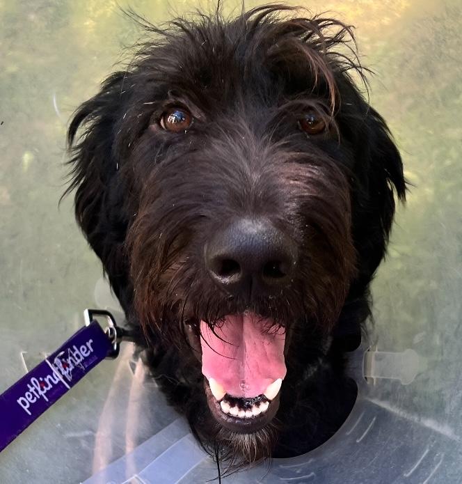 Nathan, Adopted, Adult Male Labradoodle.