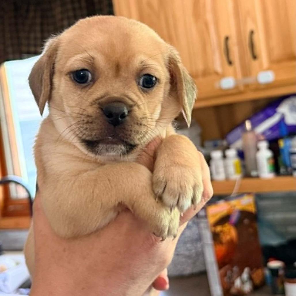Rio, Adoptable, Puppy Male Chihuahua & Mixed Breed.