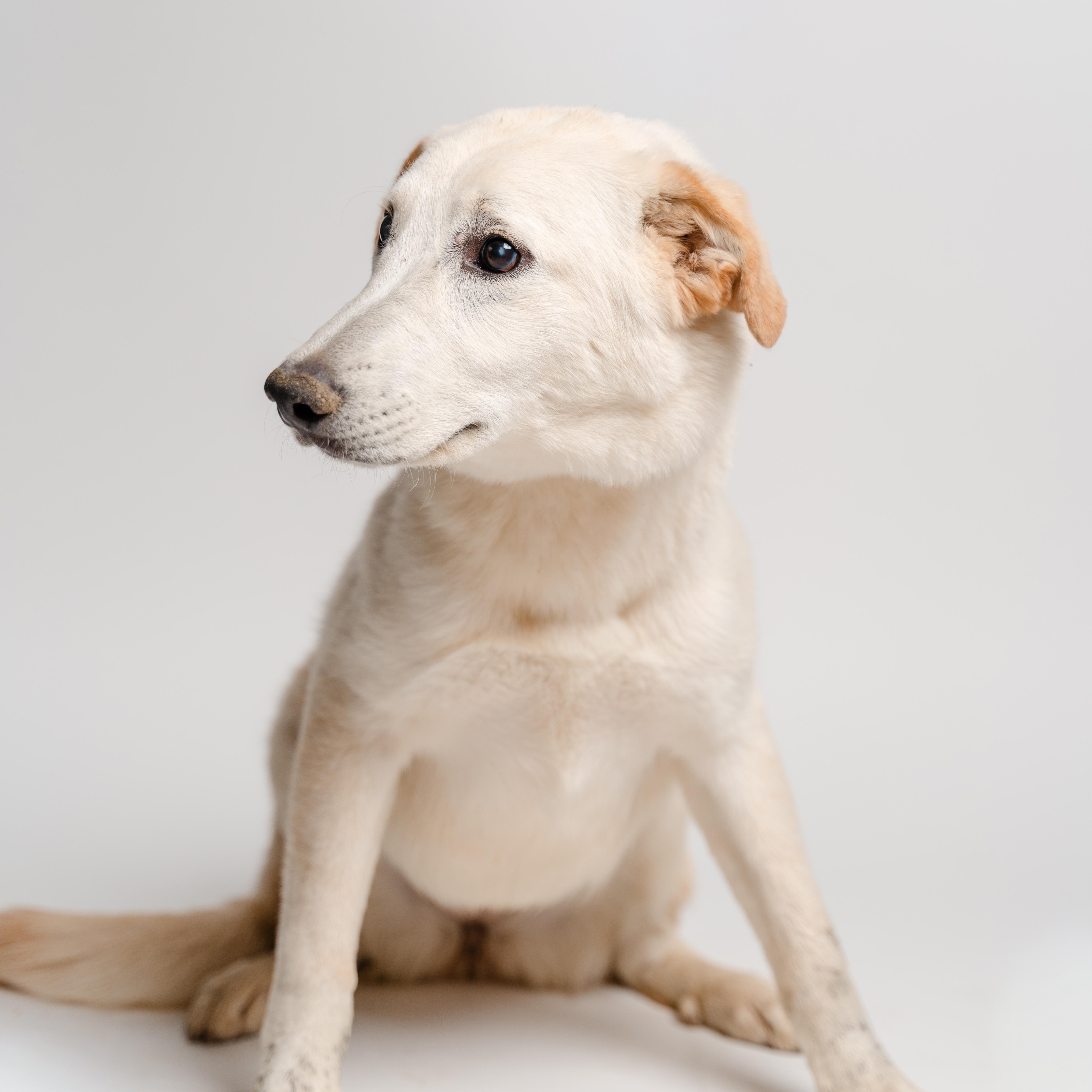 Enlarge Alaya, a Adoptable mixed breed in Manvel, TX image 2/5