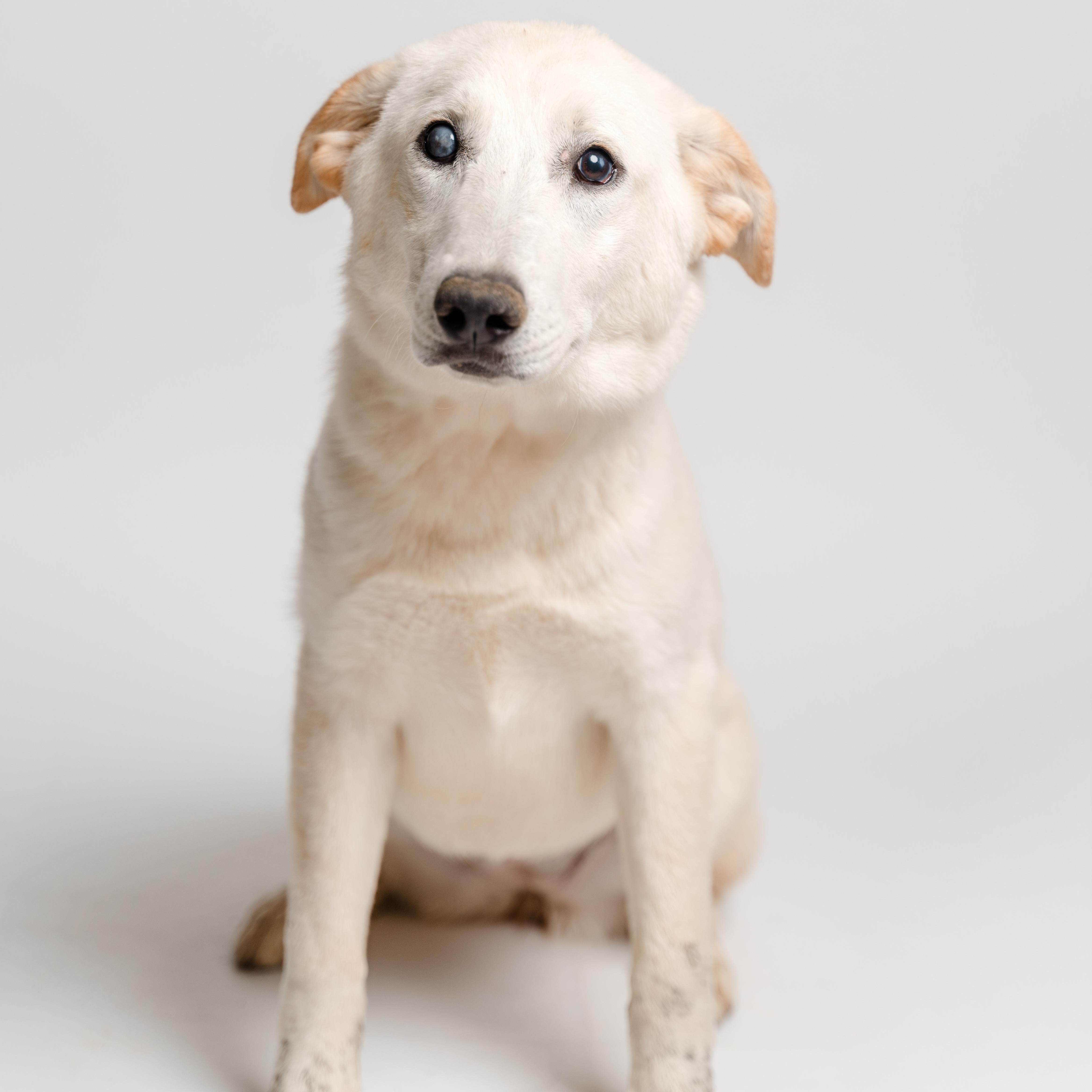 Enlarge Alaya, a Adoptable mixed breed in Manvel, TX image 5/5