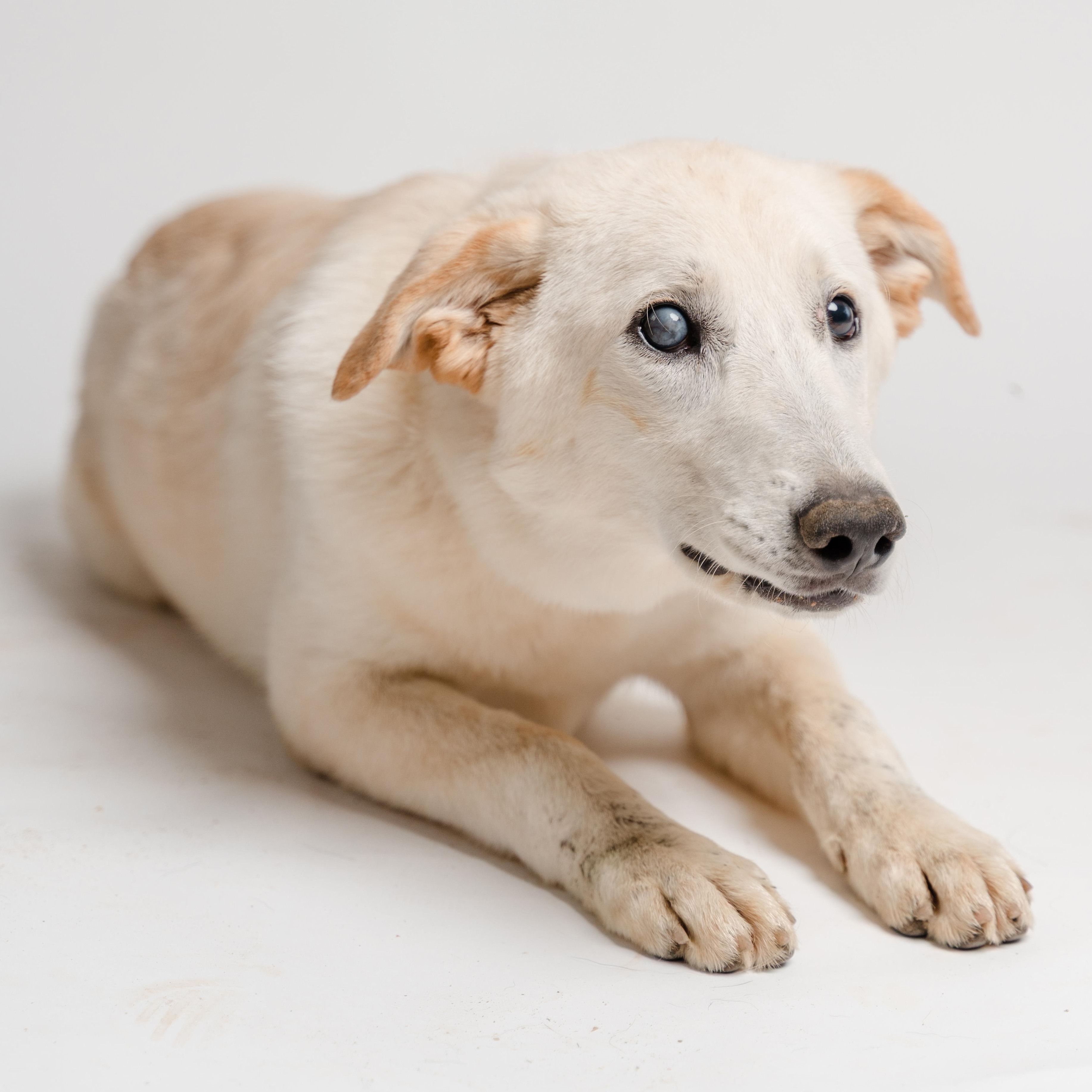 Enlarge Alaya, a Adoptable mixed breed in Manvel, TX image 3/5