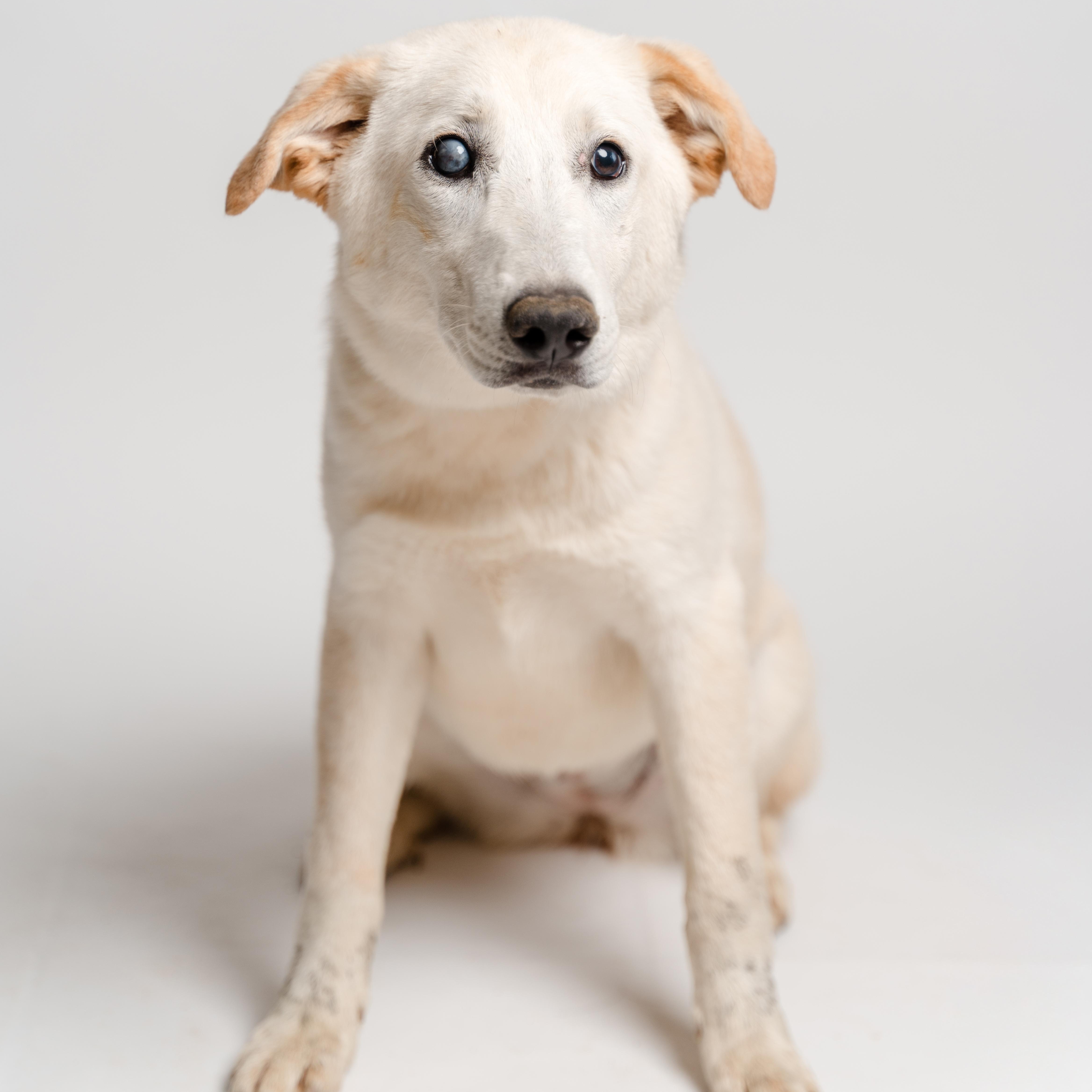Enlarge Alaya, a Adoptable mixed breed in Manvel, TX image 1/5