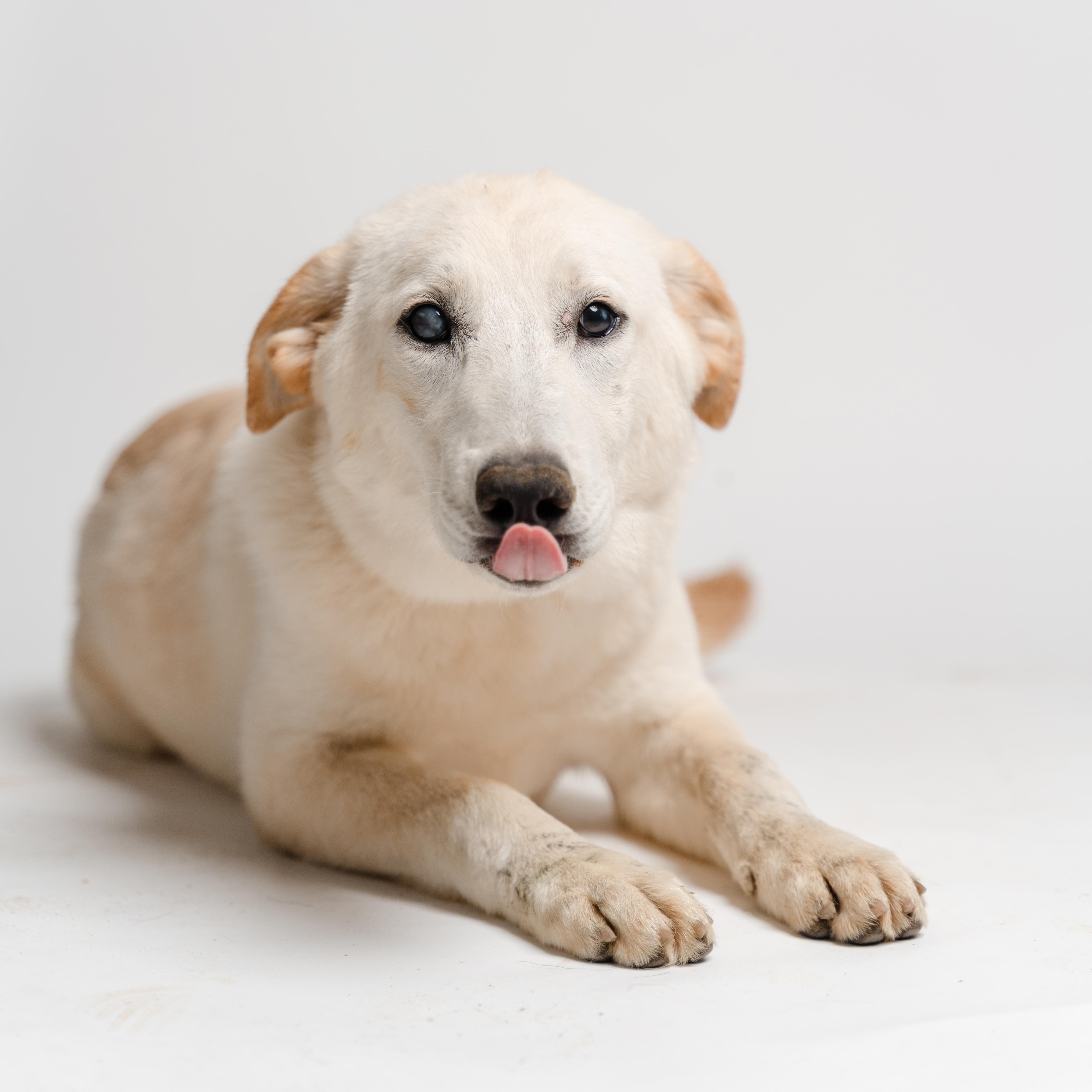 Enlarge Alaya, a Adoptable mixed breed in Manvel, TX image 4/5