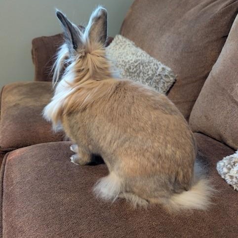 Enlarge Zora, a Adoptable Lionhead in Salt Lake City, UT image 5/6