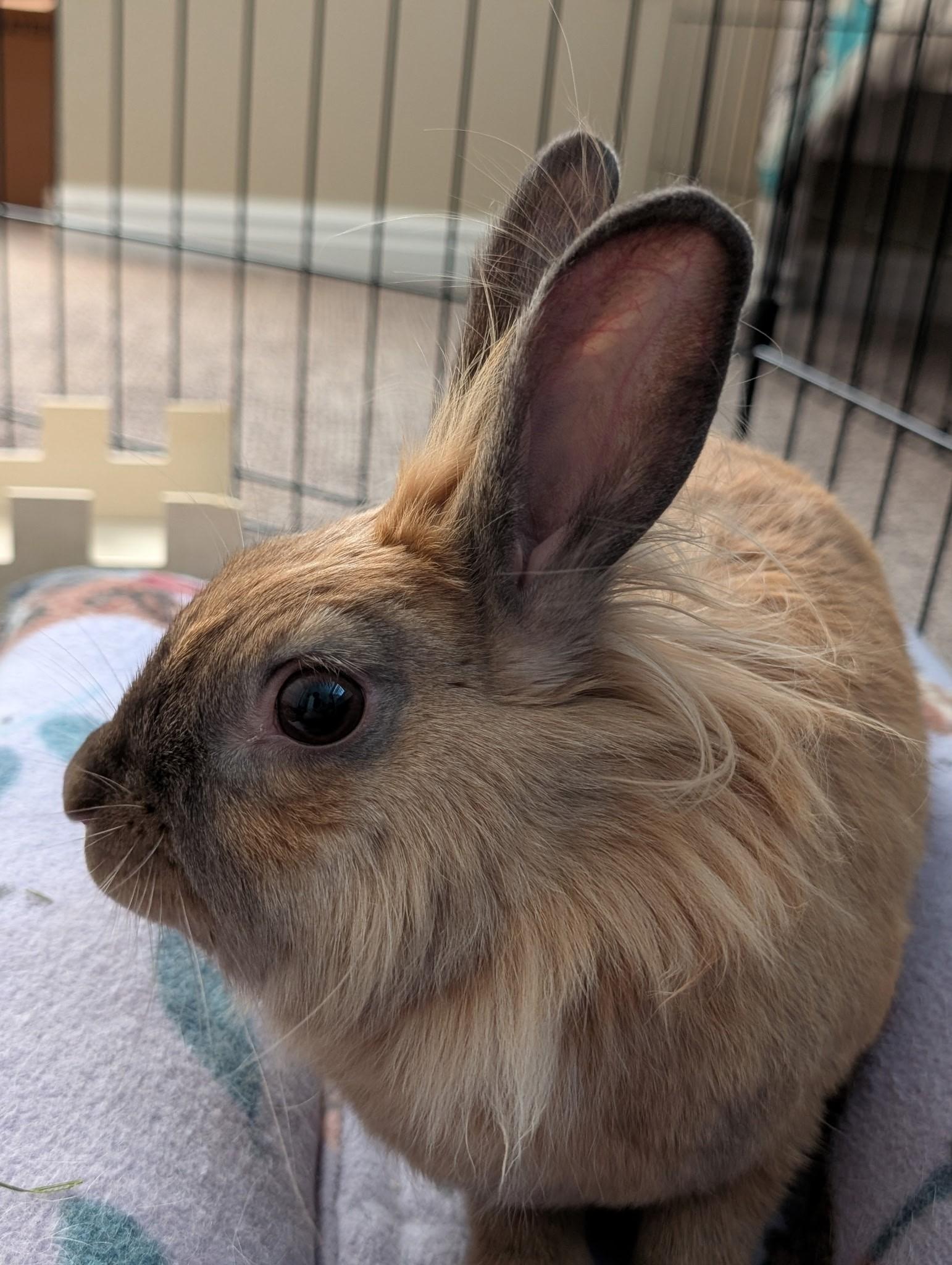 Zora, Adoptable, Adult Female Lionhead.