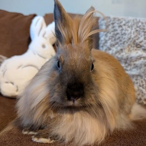 Enlarge Zora, a Adoptable Lionhead in Salt Lake City, UT image 4/6