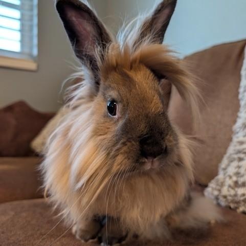 Enlarge Zora, a Adoptable Lionhead in Salt Lake City, UT image 6/6