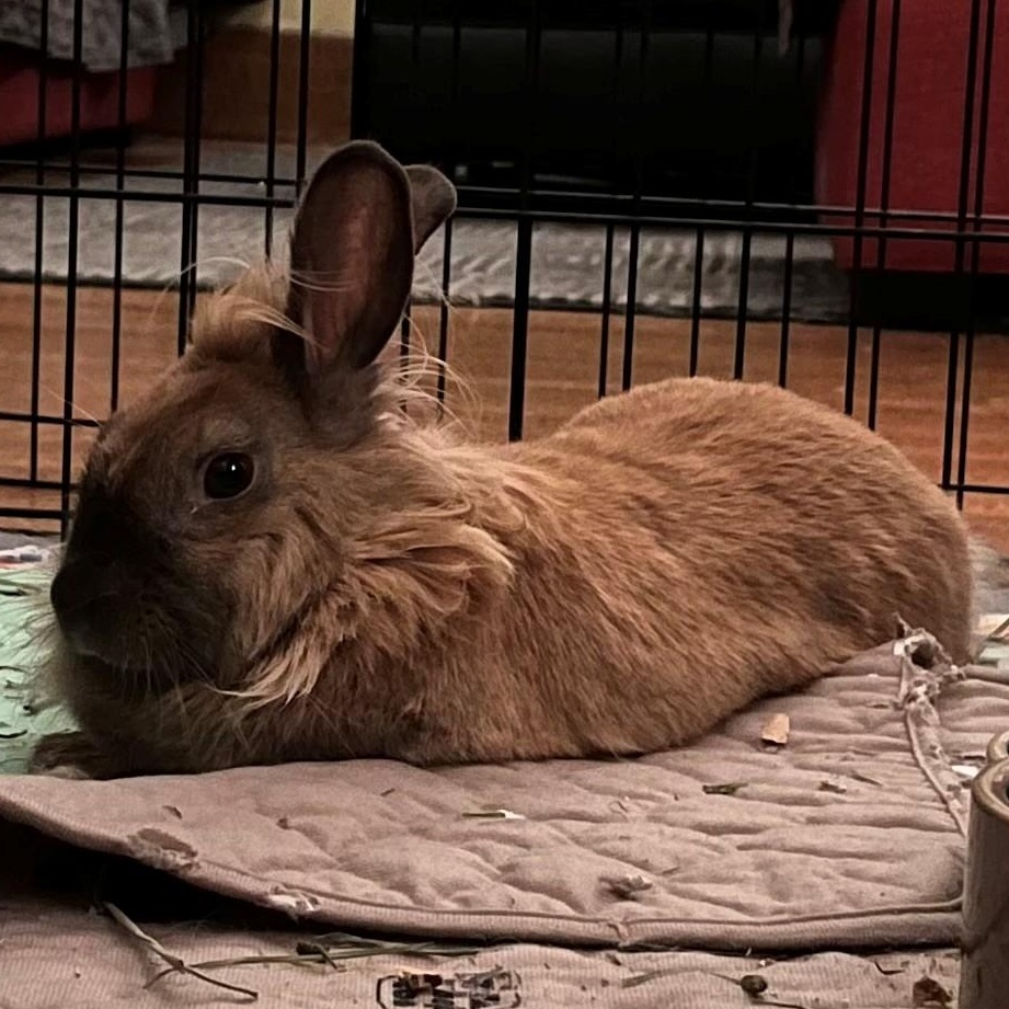 Enlarge Zora, a Adoptable Lionhead in Salt Lake City, UT image 2/5